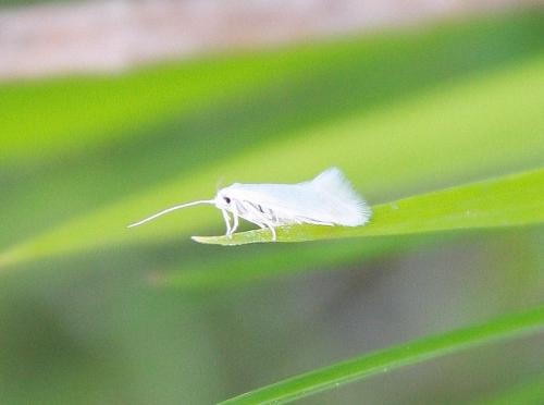 Elachista sp.